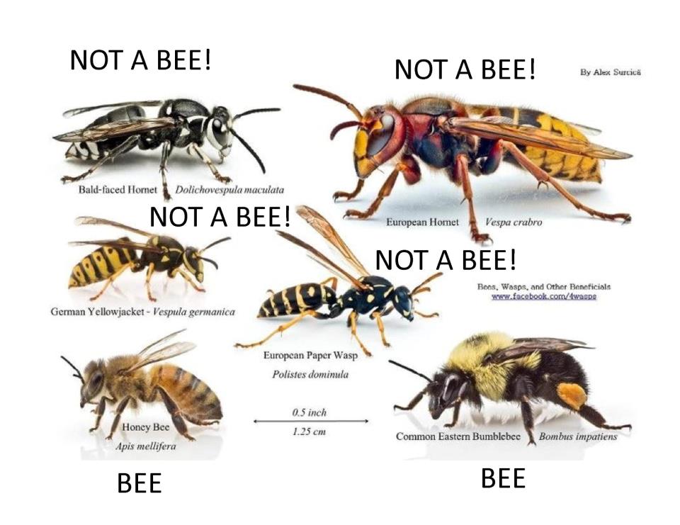 Bees, Wasps, or Hornets - Removal - City Bee Savers