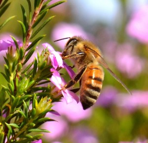 honeybee
