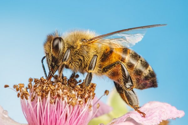 Apitherapy Bees