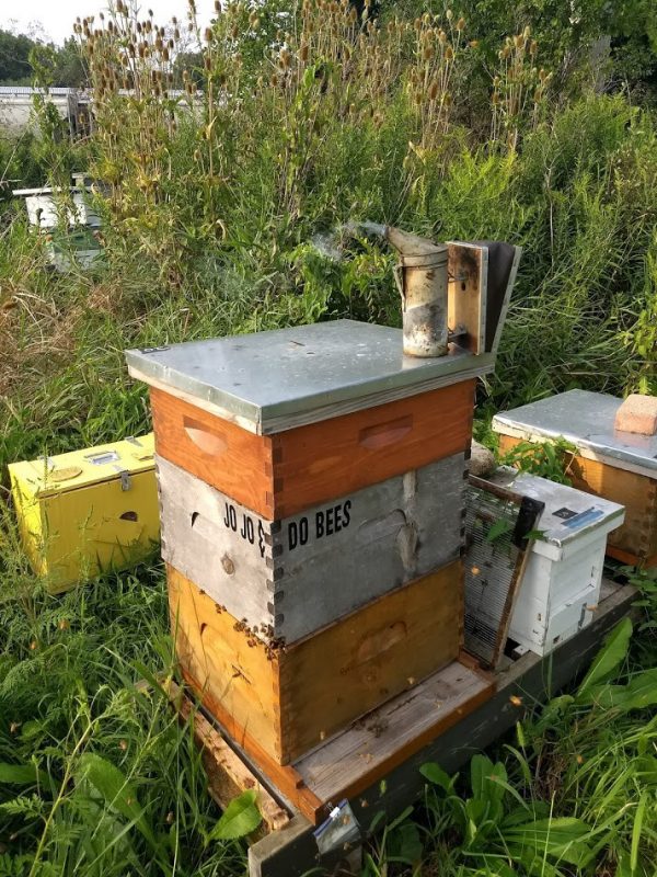 Bee Buddy Program